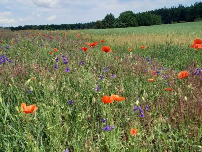Продаеться велика земельна ділянка зі спорудами. Звенигородка