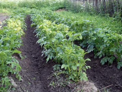 Продам приватизовану земельну ділянку Чигирин