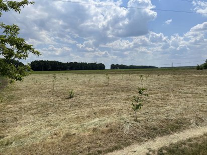 Продам приватизовану земельну ділянку з трифазним електроживленням Монастирище