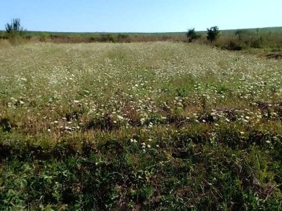 Продам 12,4 сотки, провулок Буковинський в с. Великий Кучурів Великий Кучуров