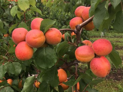 Продам сад в Сокирянах Сокиряны