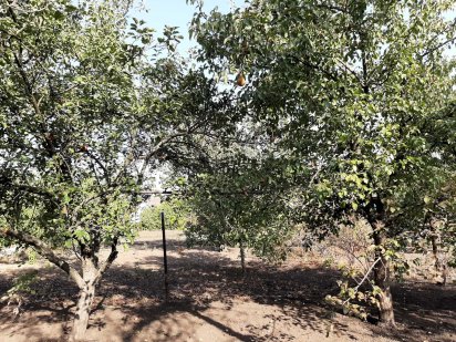 Продам два земельных участка, под дачю. Вольнянск