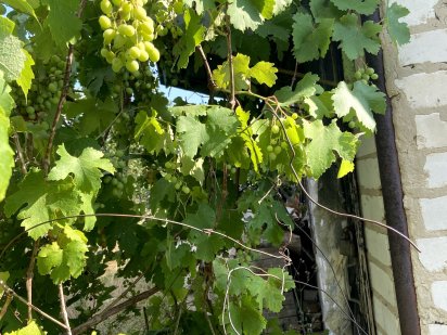 Земельна ділянка, Володимирівське, Запорізька область Володимирське