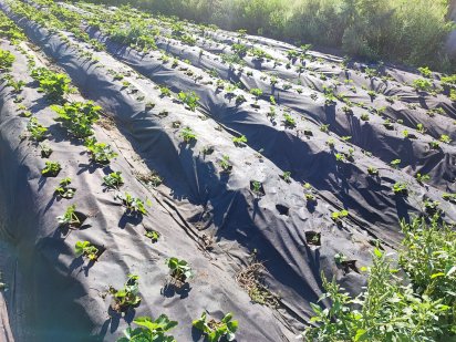 Продам дачный участок Володимирське