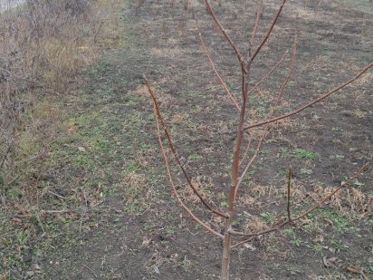 Участок соловьиная роща Новослобідка