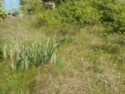 Земельный участок бесплатно Вільнокур’янівське