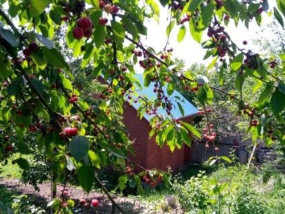 Участок в Яру (Половки) Полтава