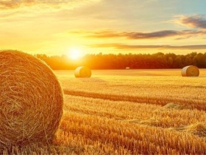 Продаж Фермерського Господарства 290 Га Чернігівський р-н Чернигов