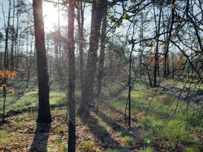 Продам участок 1км до курортного района Пуща Водица  рядом- лес,озеро! Киев