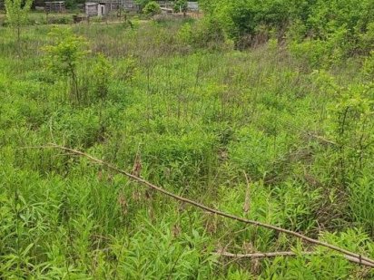 Участок земли с домом, Артмолл Київ