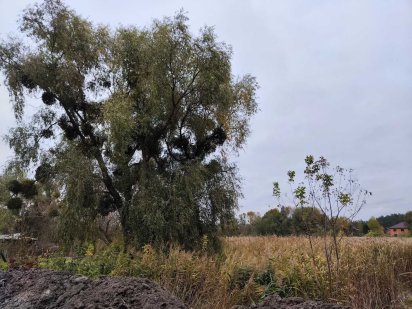 Чапаївка. Віта-Литовська. Земля для будівництва будинку 10соток. Киев