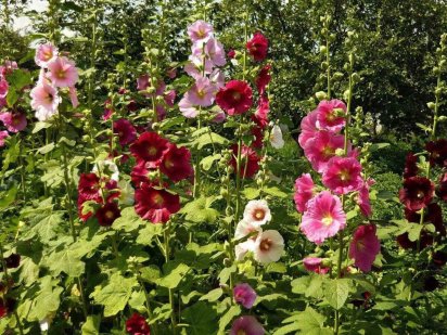 Продам дачный участок на жм Северный,СТ Движенец Днепр