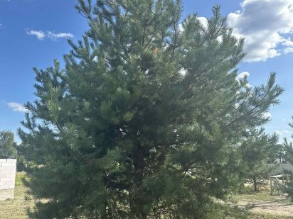 Поруч заповідник Залісся, КМ Софія, чудова ділянка Киев