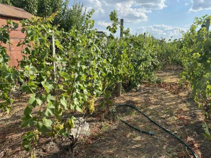 Продам дачну ділянку