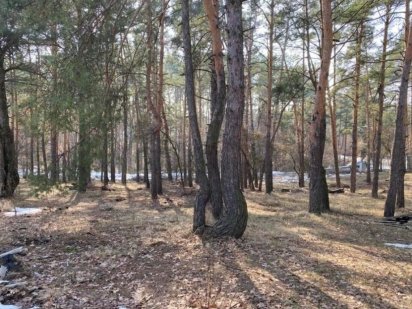 Продажа земли  .Городок с лесом. Голосеевский р-н, начало Конче Заспы. Киев