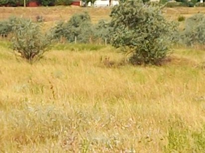 Земельна ділянка Миколаїв