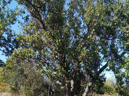 Продам участок в садовом кооперативе "Долина" Кропивницкий