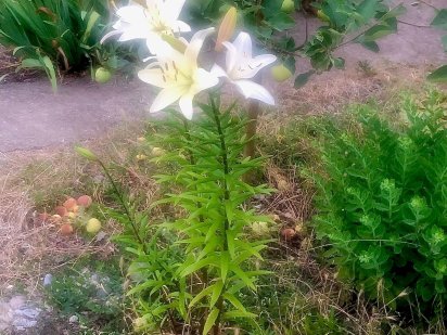 Земельна ділянка для ведення господарської діяльності Миколаїв