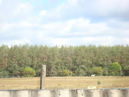 Ділянка біля лісу, 5.5 соток СТ Прилісся