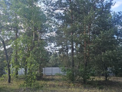 Продам участок с срубом в сосновом лесу в городе Харькове Харків