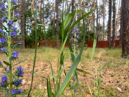 Продаж ділянки в Лісовій Бучі, найкраще локація! Буча