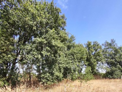 Продам ділянку з дубовим парком в Кривушах Кременчуг