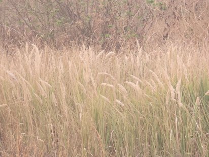 Продажа землі (пай) Кременчук