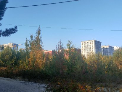 Земля в Ірпіні, земельна ділянка з соснами Ирпень