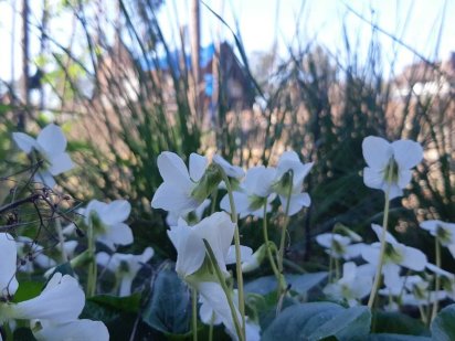 Крута ділянка зі всіма комунікаціями район Адмірал Клуба! Ірпінь