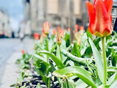 Вільна сьогодні 2 кім центр Можна на місяць Звітні докум 10 хв до жд Львів