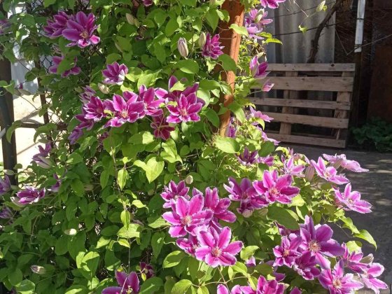 Светлое дачи, зимний дом в удобствами, кухней - студией. Жилое состояние.