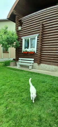 Оренда. ‼️ Будинок. С.Борщагівка. - фото 1