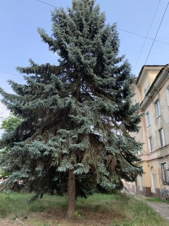 3кім. СТАЛІНКА на зупинці СТАВКИ. Можна заселятись. ЄВІДНОВЛЕННЯ можна - фото 1
