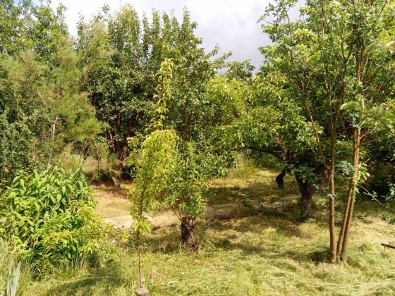 Дачный участок Ст."Озерный 3".рн. Санрея.