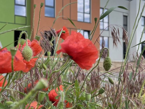 Таунхаус у Гостомелі по ціні 1-кімнатної квартири! Гостомель