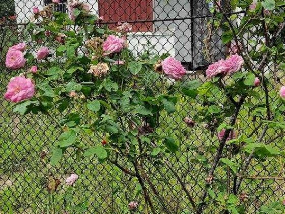 Невеличка,бюджетна дачка. Переоформлення через кооператив. Біла Церква