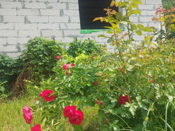 Будинок під постійне проживання Старий Білоус с/т "За Мир" Чернигов