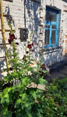продам будинок Тальне - фото 1