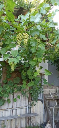 Дача на Великім лузі - фото 1