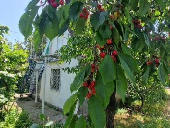 Сдам дачу у моря Одеса