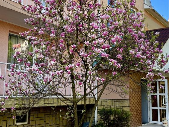 Відпочинок та лікування на курорті Сонячного Закарпаття. Русская Поляна