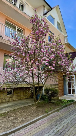 Відпочинок та лікування на курорті Сонячного Закарпаття. - фото 1