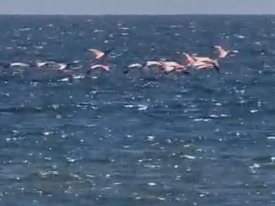 Сдам Свою дом-дачу Каролино-Бугаз! Каролино-Бугаз