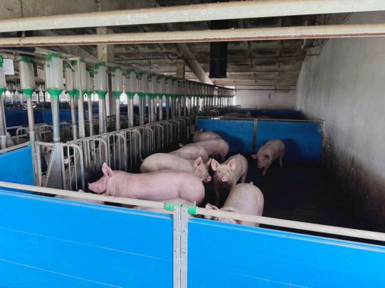 Готовий Діючий Бізнес, Свиноферма Вінниця