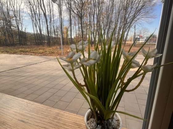 Комерційна нерухомість і земельна ділянка Знамʼянка Кропивницький