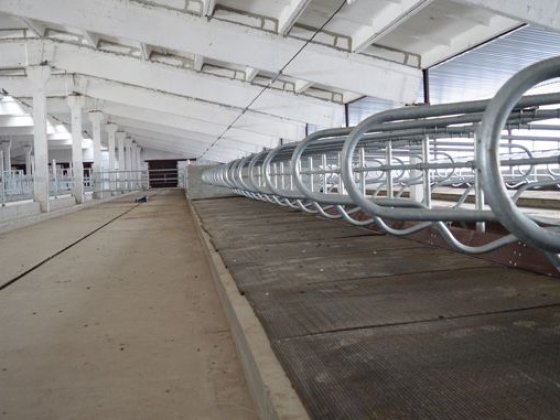 Здам в оренду приміщення для утримання худоби Ніжин