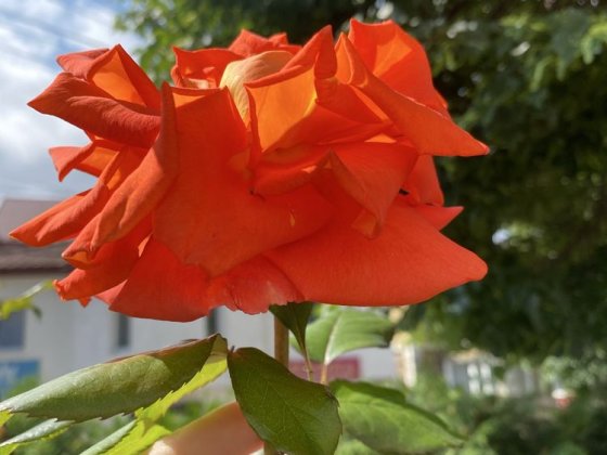 здаються кабінети під любу сферу діяльності Трускавец