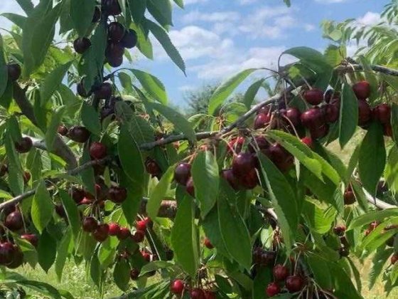 (7) Продам агрогосподарство з будівлею 1143 Бар