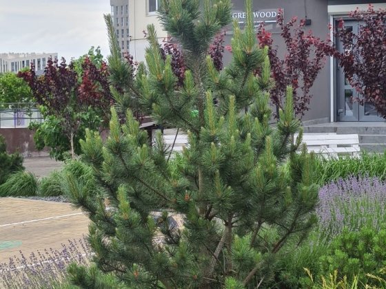 ОРЕНДА приміщення ЧАЙКА, Актуально Телефонуйте Рівне