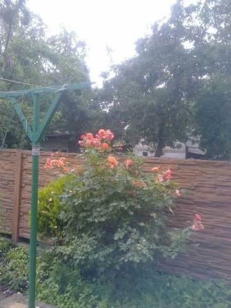 Здам будинок в передмісті Бердичева. - фото 1